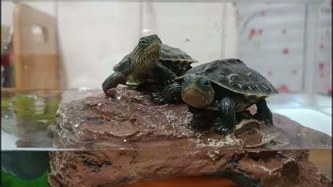 烏龜可以養兩隻嗎
